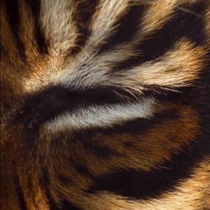 Meet your Posher, Fabius